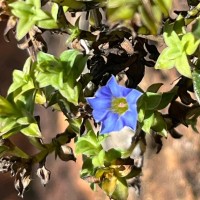 Gentiana pedicellata subsp. zeylanica (Griseb.) Halda